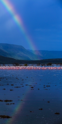 FLAMINBOWS