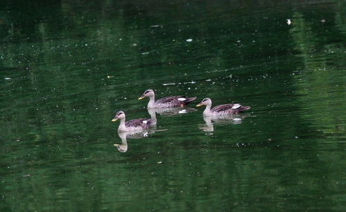 Spot billed Duck 