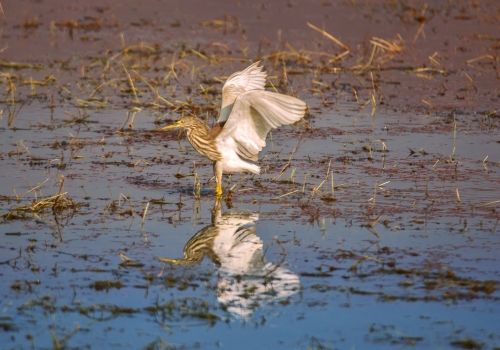 Grey Pond Heron