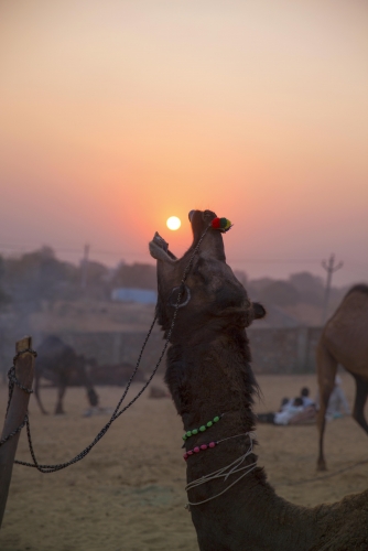 Pushkar, Rajasthan