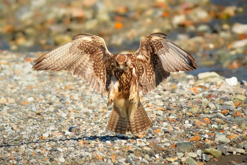 Saker Falcon