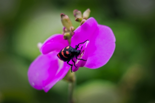 Romancing the Flower