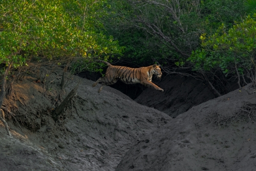 Leap of faith - Mangrove tiger in flight