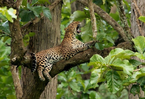 Leopard