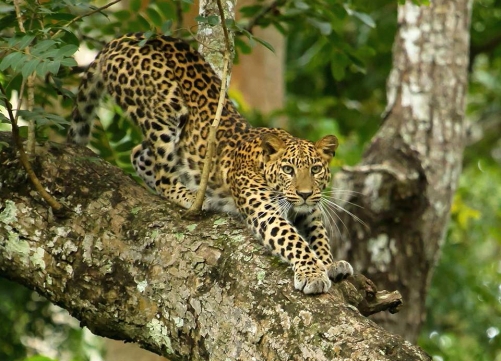 Leopardess 