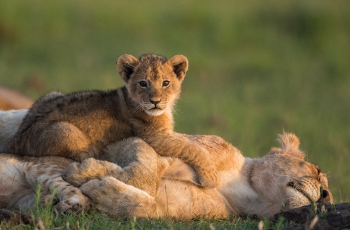Ridge Pride cub with its mother, Masai Mara