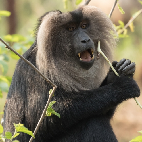 Lion-Tailed Macaque