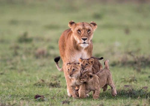 Moniko Pride Lioness and cubs, Masai Mara