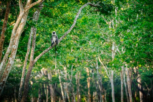 Lonely Langur