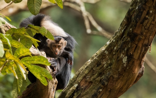 Lion Tailed Macaque