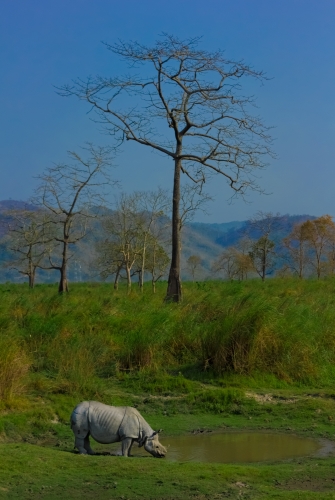 A peaceful Kaziranga afternoon.