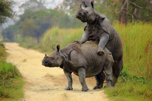 Mating Rhino