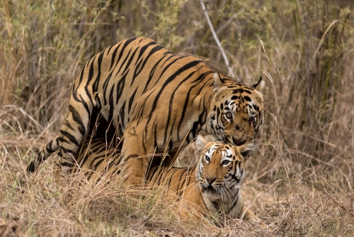 Tiger Bonding | Tadoba Andhari Tiger Reserve