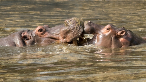 Mother and Baby Hippopotamus