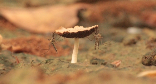 Mosquito with Mushroom