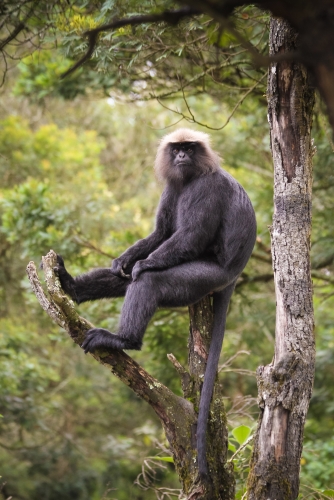 Nilgiri Langur