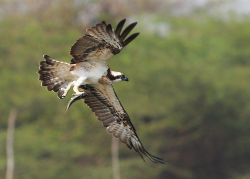 osprey with catch