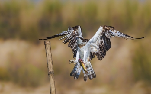 Predator landing with Prey 