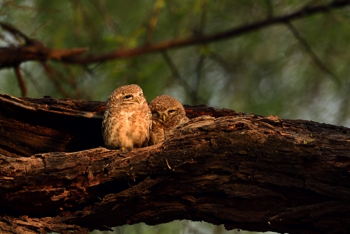 Owlet