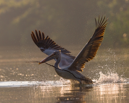 Pelican Takeoff with nesting Material