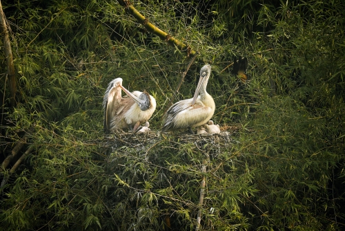 Pelican Family