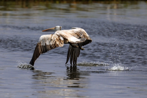 Pelican Take Off