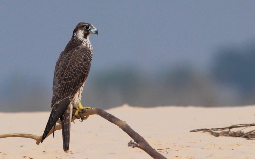 Peregrine Falcon