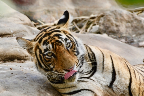 Queen of Ranthambore 