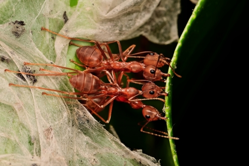 Unique engineering of WEAVER ants