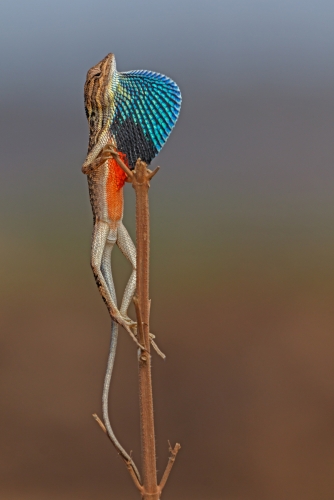 Pole Dancer