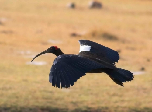 Red Naped Ibis