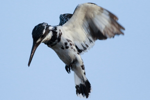 Pied Kingfisher target locked