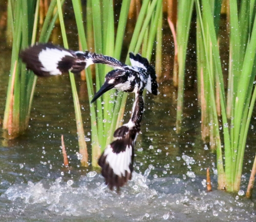 Pied Kingfisher In action