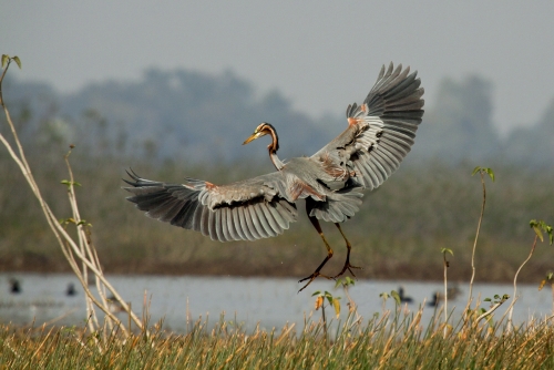 Purple Heron