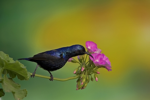 Purple Sunbird, male