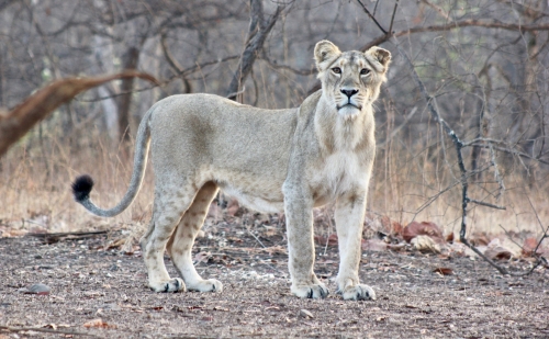 Queen of the Jungle 