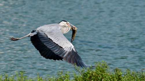 Grey Heron with a prize catch