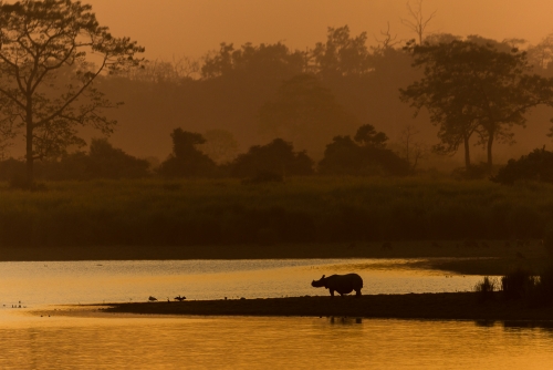 Sunset and Rhino