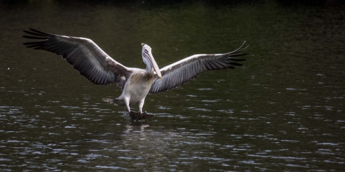 The perfect Landing