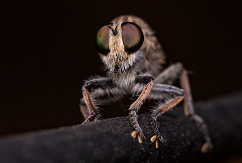 robberfly