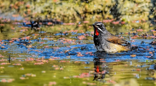 # Himalayan Rubythroat , Bath time !