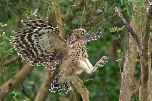 Buffy Fish Owl