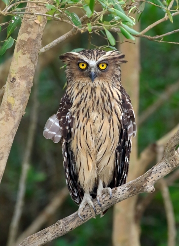 Devil of Sundarbans 