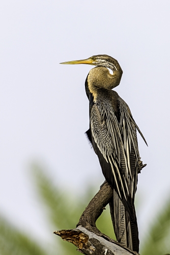 Darter Protrait