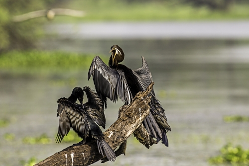 Angry Darter