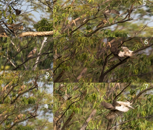 BarnOwl- Shikra Territory Fight Action sequence