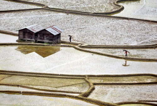 Birds Eye View of Apatani Paddy Field