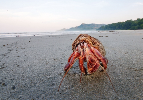 Land hermit crab