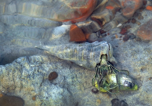 Sea Snails Mating