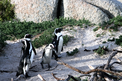 The South African Penguin Family